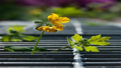 Origins and Cultivation of Red Vein Bali Kratom