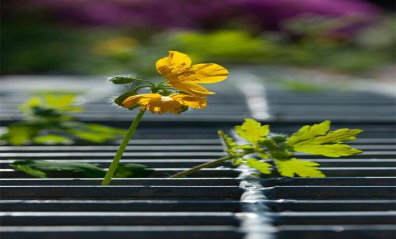 Origins and Cultivation of Red Vein Bali Kratom