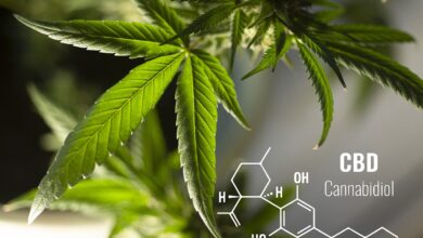 Comprehensive Introduction to CBD for Beginners