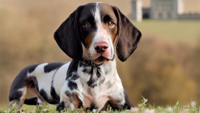 Top Benefits of Artificial Grass for Dogs and Their Owners