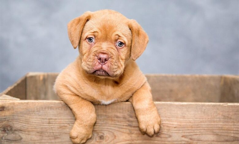 Resources for Providing Quality Care for Your Dog