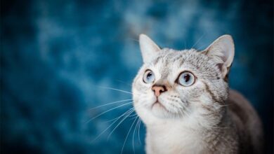 What Are the Top Healthy Pet Trends in 2024