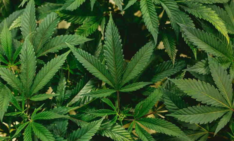 New Era of Cannabis Exploring the Convenience of Weed Delivery Options