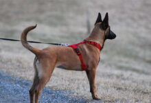 How to Find a Dog Harness That Holds Up on Every Walk