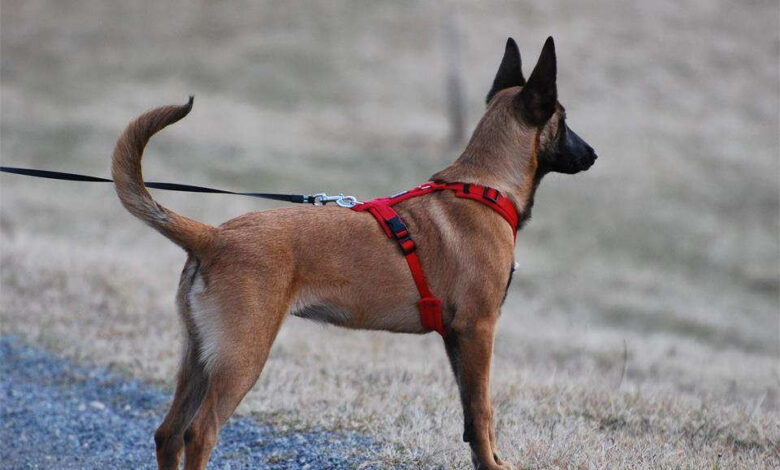 How to Find a Dog Harness That Holds Up on Every Walk